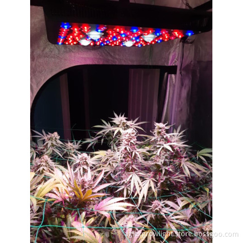 4*4ft Core Coverage LED COB Grow Light 2000w